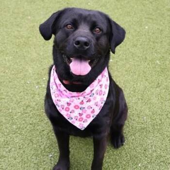 Labrador Retriever Dogs Available for Adoption in Bethel, Connecticut - Jelly | PetCurious