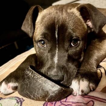 American Staffordshire Terrier and Chocolate Labrador Retriever Dogs Available for Adoption - Moose | PetCurious