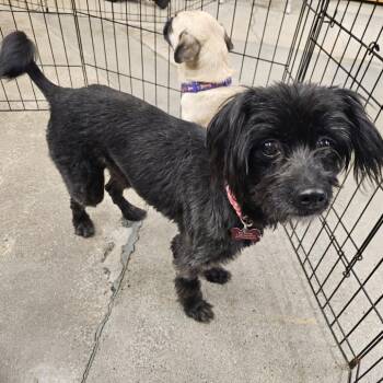 Terrier Dogs Available for Adoption in Apple Valley, California - Bender | PetCurious