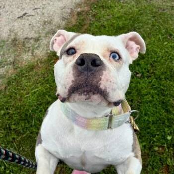 Skie -  Fox Terrier and Mixed Breed Dog for Adoption in Wheaton, Illinois - Skie | PetCurious
