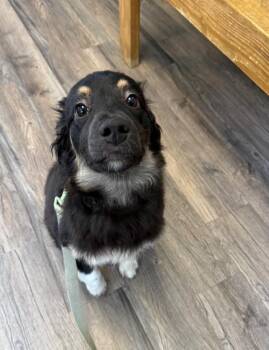 Australian Shepherd Dogs Available for Adoption - Suko | PetCurious