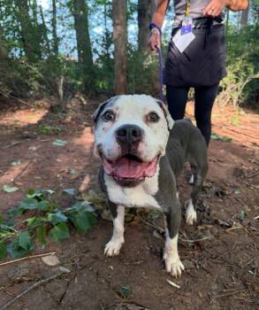 TILLMAN -  Pit Bull Terrier Dog for Adoption in Charlotte, North Carolina - TILLMAN | PetCurious