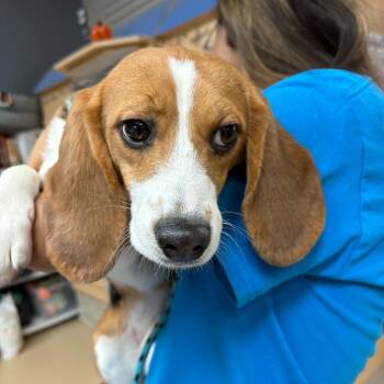 Strawberry - Chino Hills Location -  Beagle Dog for Adoption in Chino Hills, California - Strawberry - Chino Hills Location | PetCurious