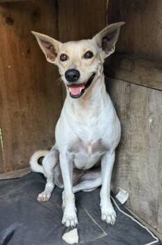 Sally -  Rat Terrier and Labrador Retriever Dog for Adoption in Ridgefield, Connecticut - Sally | PetCurious