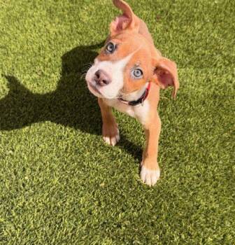 French Bulldog and Mixed Breed Dogs Available for Adoption - Gus | PetCurious