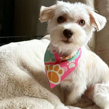 Maltese Dogs Available for Adoption - Jackie | PetCurious