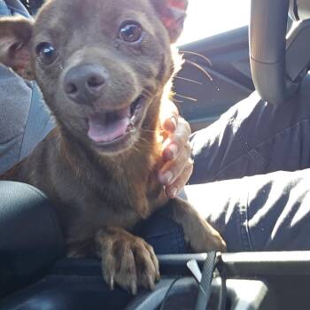 Chihuahua Dogs Available for Adoption in Greenville, South Carolina - Ron Fleasly | PetCurious