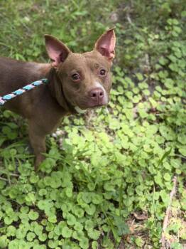 Duncan -  Mixed Breed Dog for Adoption in Petersburg, Virginia - Duncan | PetCurious