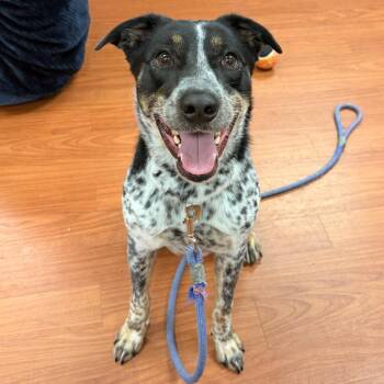 Socks -  Cattle Dog and Mixed Breed Dog for Adoption in Cheyenne, Wyoming - Socks | PetCurious