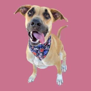 Skylar - URGENT -  Belgian Shepherd Malinois Dog for Adoption in Thousand Oaks, California - Skylar - URGENT | PetCurious