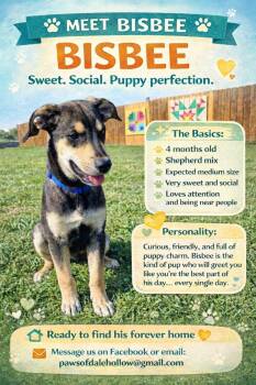 Shepherd Dogs Available for Adoption in Byrdstown, Tennessee - Bisbee.....available To Foster Too | PetCurious