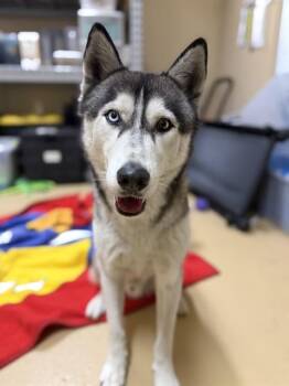 MARVIN -  Siberian Husky Dog for Adoption in Chula Vista, California - MARVIN | PetCurious
