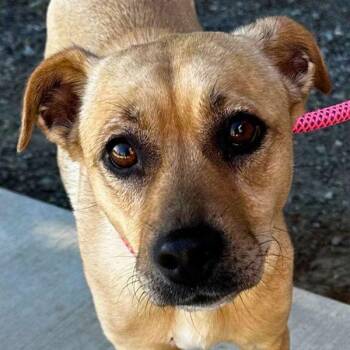 Danielle -  Terrier Dog for Adoption in Walnut Creek, California - Danielle | PetCurious