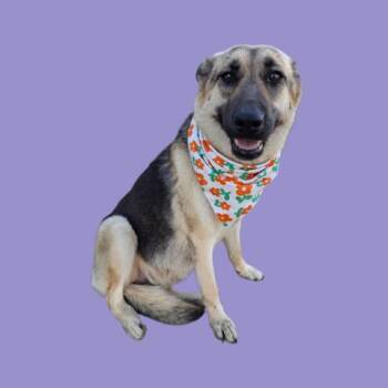 German Shepherd Dog Dogs Available for Adoption - Izzy -- URGENT! | PetCurious