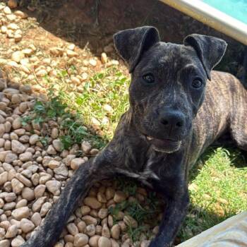 Mixed Breed Dogs Available for Adoption - Athena | PetCurious