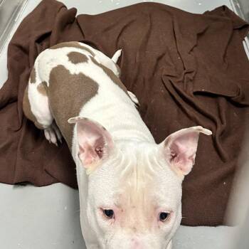 Herseys -  Mixed Breed Dog for Adoption in Davenport, Iowa - Herseys | PetCurious