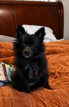 Pomeranian and Chihuahua Dogs Available for Adoption in Nashville, Tennessee - Rayleen | PetCurious