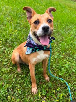 Prince -  Mixed Breed Dog for Adoption in Northwood, New Hampshire - Prince | PetCurious