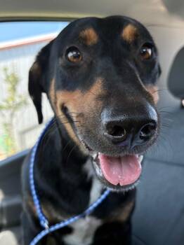 Jade -  Doberman Pinscher and Hound Dog for Adoption in Lockhart, Texas - Jade | PetCurious
