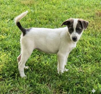 Lily -  Mixed Breed Dog for Adoption in South Bend, Indiana - Lily | PetCurious