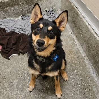 Rescue Border Collie Dogs for Adoption in Los Angeles, California - Dune | PetCurious