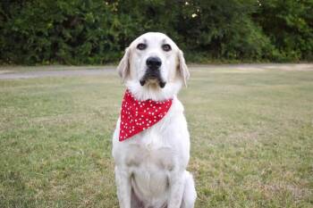 Maybelline -  Great Pyrenees and Labrador Retriever Dog for Adoption in Frisco, Texas - Maybelline | PetCurious