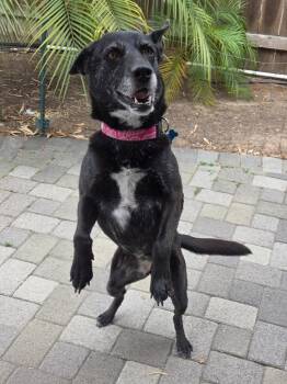 Rescue Australian Kelpie and German Shepherd Dog Dogs for Adoption in El Cajon, California - Doll Doll | PetCurious