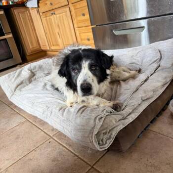 Great Pyrenees Dogs Available for Adoption in Moab, Utah - Masani (Grandma) | PetCurious
