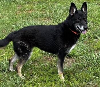 Regina -  German Shepherd Dog Dog for Adoption in Gardiner, New York - Regina | PetCurious