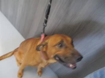 A385014 -  Labrador Retriever Dog for Adoption in Ocala, Florida - A385014 | PetCurious