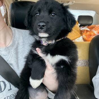 Australian Shepherd and Border Collie Dogs Available for Adoption - Wendy  | PetCurious
