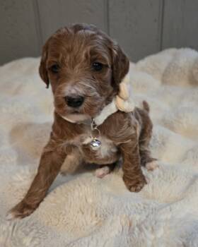 Koko -  Goldendoodle Dog for Sale in Chicago Ridge, Illinois - Koko | PetCurious