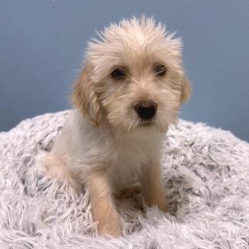 Nami -  Mixed Breed Dog for Adoption in Park City, Utah - Nami | PetCurious