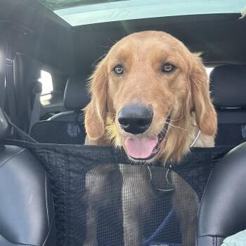 Golden Retriever Dogs Available for Adoption - Luke Danes | PetCurious