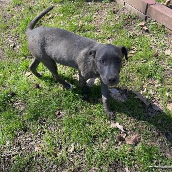 Pit Bull Terrier and Bulldog Dogs Available for Adoption - Amy | PetCurious