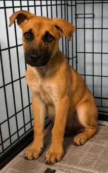 Delbert -  German Shepherd Dog Dog for Adoption in El Dorado, Arkansas - Delbert | PetCurious