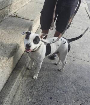 BELLATRIX -  American Staffordshire Terrier Dog for Adoption in San Antonio, Texas - BELLATRIX | PetCurious
