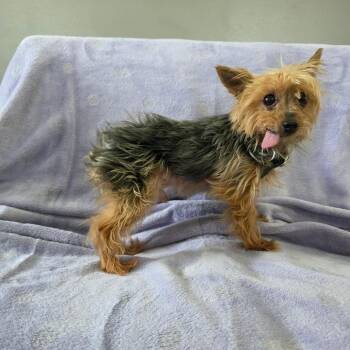 JJ -  Yorkshire Terrier Dog for Adoption in Jackson, Missouri - JJ | PetCurious