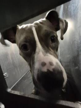American Staffordshire Terrier Dogs Available for Adoption in San Antonio, Texas - KILO | PetCurious