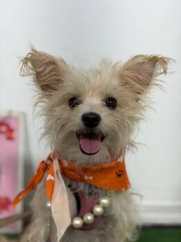 Sugar paws-One of our Amazing Rescue Dogs -  Yorkshire Terrier and Maltese Dog for Adoption in Carlsbad, California - Sugar Paws-One Of Our Amazing Rescue Dogs | PetCurious