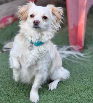 Pomeranian and Dachshund Dogs Available for Adoption in Anaheim, California - Prince | PetCurious