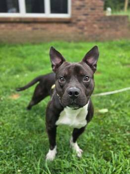 Porky -  Mixed Breed Dog for Adoption in Wayne, New Jersey - Porky | PetCurious