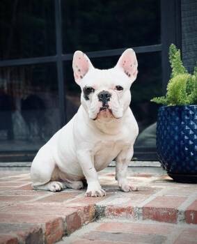 French Bulldog Dogs Available for Adoption in Los Angeles, California - Ozzy | PetCurious