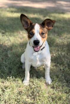 Weenie -  Jack Russell Terrier Dog for Adoption in Marfa, Texas - Weenie | PetCurious