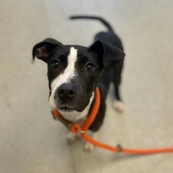 Ziggy -  Retriever and Mixed Breed Dog for Adoption in Nashville, Tennessee - Ziggy | PetCurious