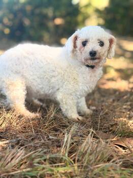 Daphne- Transport -  Bichon Frise Dog for Adoption in Gradyville, Kentucky - Daphne- Transport | PetCurious