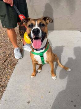 Cheddar -  Boxer Dog for Adoption in Denver, Colorado - Cheddar | PetCurious