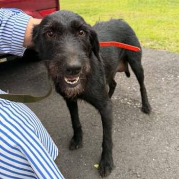 Terrier and Black Labrador Retriever Dogs Available for Adoption in Stormville, New York - CT Lettuce | PetCurious