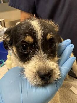 YIPPY -  Terrier and Mixed Breed Dog for Adoption in Riverside, California - YIPPY | PetCurious