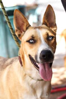 Rescue Shepherd and Husky Dogs for Adoption in El Paso, Texas - Tucker | PetCurious